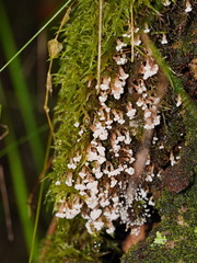 Oligonema verrucosum