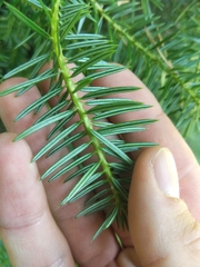 Abies cephalonica