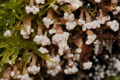 Oligonema verrucosum