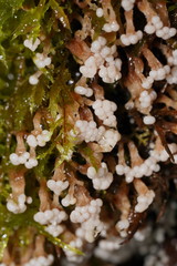 Oligonema verrucosum