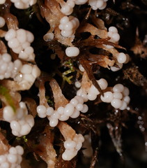 Oligonema verrucosum