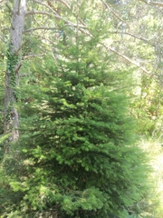 Abies cephalonica