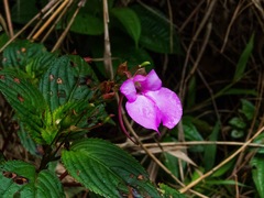 Impatiens viscida