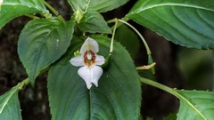 Impatiens campanulata