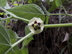 Physalis peruviana