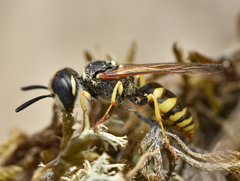 Philanthus triangulum