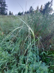 Stipa capillata
