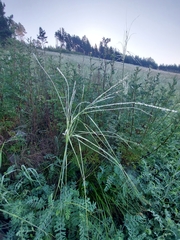 Stipa capillata