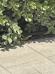 Lacerta trilineata polylepidota