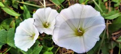 Convolvulus arvensis