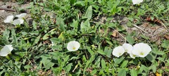 Convolvulus arvensis