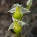 Ophrys apifera chlorantha - Photo (c) Juan Bautista Vera Perez, some rights reserved (CC BY-NC), uploaded by Juan Bautista Vera Perez