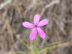 Dianthus anticarius