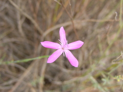 Dianthus anticarius