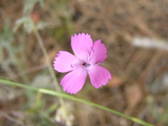 Dianthus anticarius
