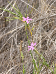 Dianthus anticarius