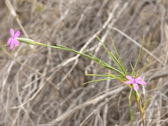 Dianthus anticarius