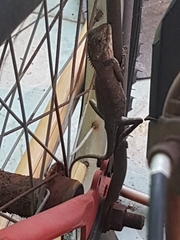 Calotes versicolor