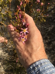 Calytrix longiflora