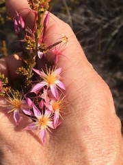 Calytrix longiflora