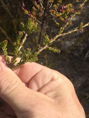 Calytrix longiflora