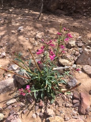 Penstemon parryi