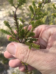 Calytrix longiflora