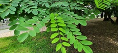 Robinia pseudoacacia