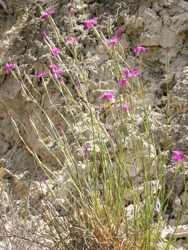 Andalusian Pink (Dianthus anticarius)