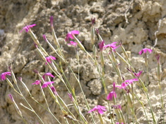 Dianthus anticarius