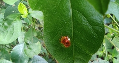 Aspidimorpha furcata