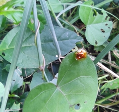 Aspidimorpha furcata