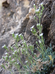 Petroana montserratii