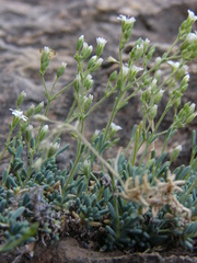 Petroana montserratii