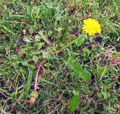 Taraxacum officinale