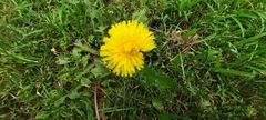 Taraxacum officinale