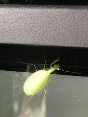 Eomantis