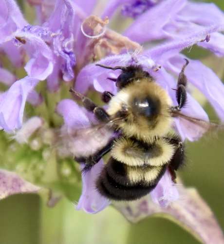 photo of Two-spotted Bumble Bee (Bombus bimaculatus)