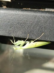 Eomantis