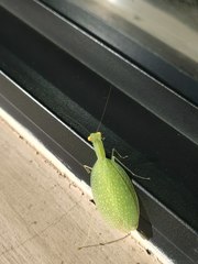 Eomantis