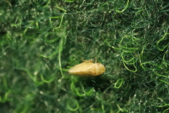Aphrodinae