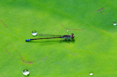 Paracercion calamorum