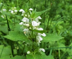 Lamium album