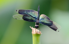 Rhyothemis fuliginosa