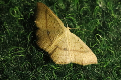 Cyclophora linearia
