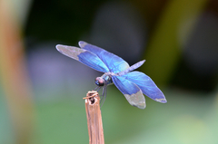 Rhyothemis fuliginosa