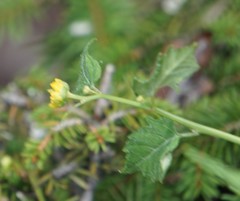 Kerria japonica