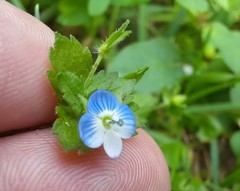 Veronica persica