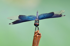 Rhyothemis fuliginosa