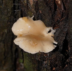 Clitocybe semiocculta